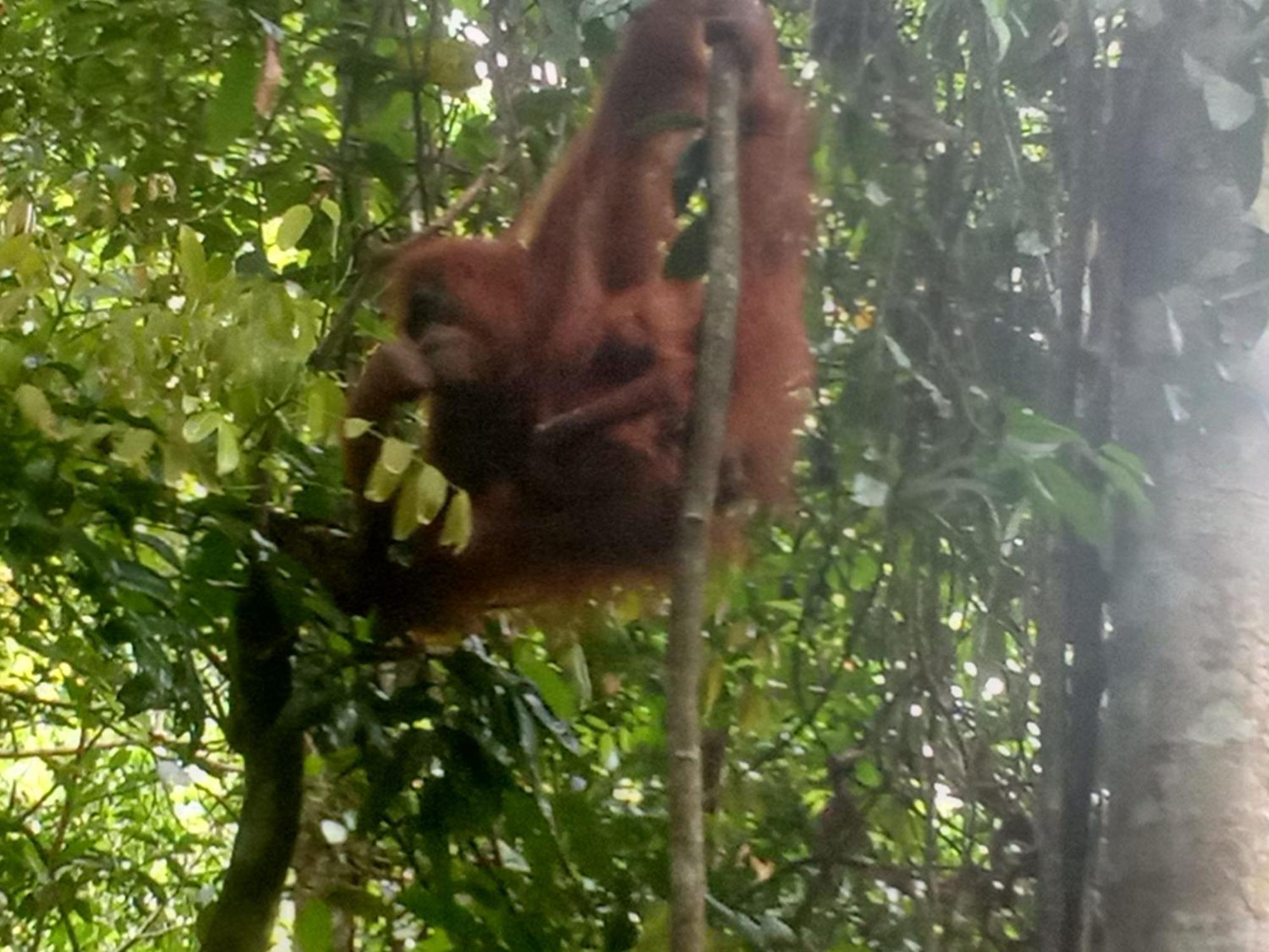 Jungle Treking & Jungle Tour If You Want To Stay Here,You Must Book Treking Only With Us Bukit Lawang Exteriér fotografie