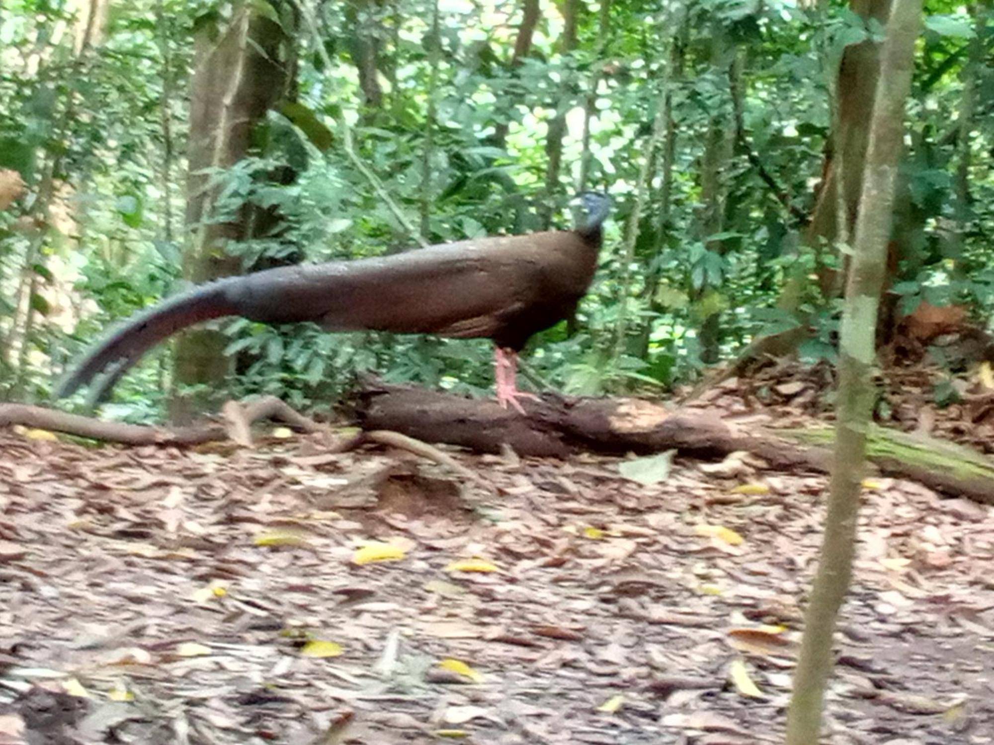 Jungle Treking & Jungle Tour If You Want To Stay Here,You Must Book Treking Only With Us Bukit Lawang Exteriér fotografie
