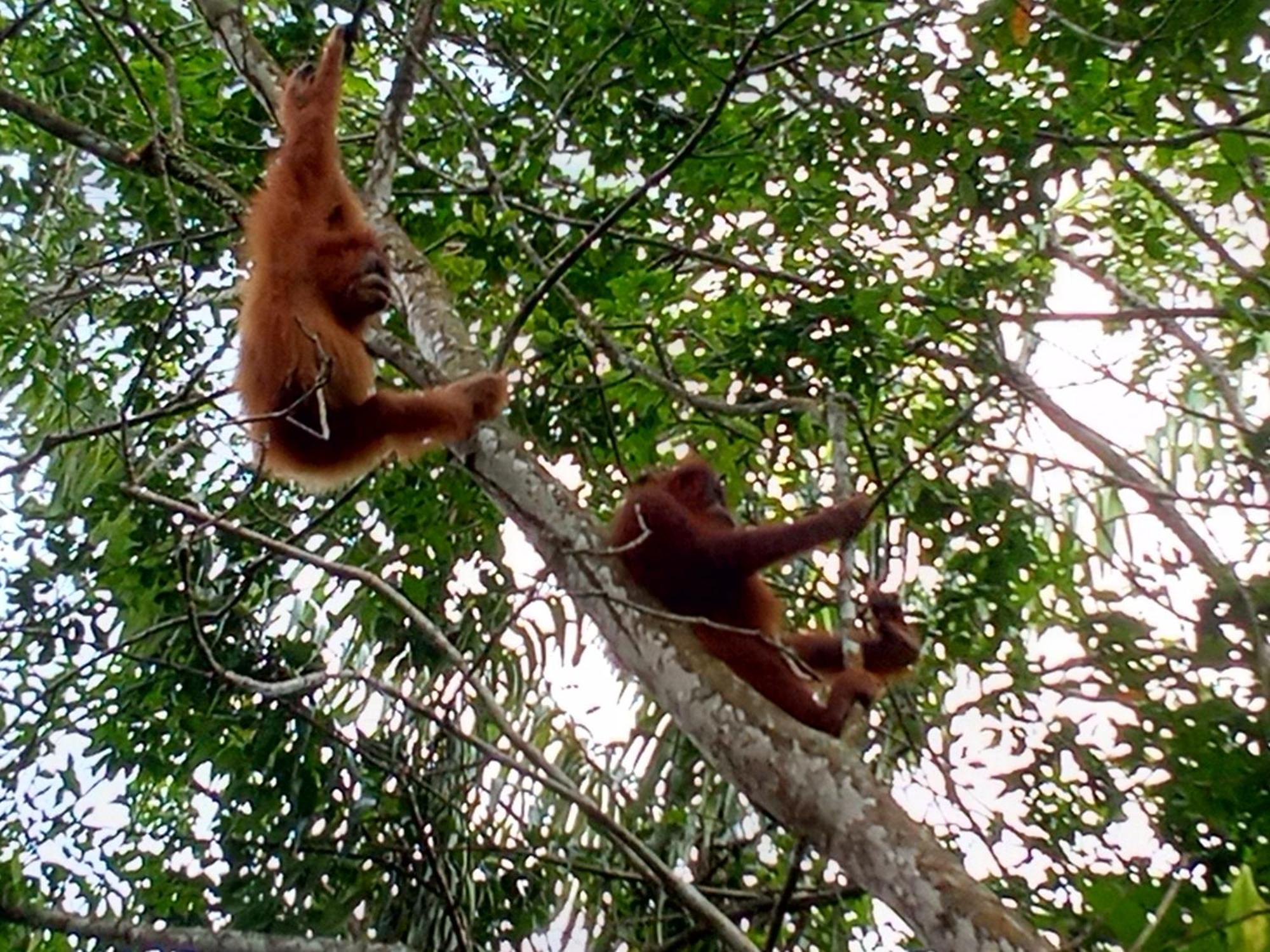 Jungle Treking & Jungle Tour If You Want To Stay Here,You Must Book Treking Only With Us Bukit Lawang Exteriér fotografie