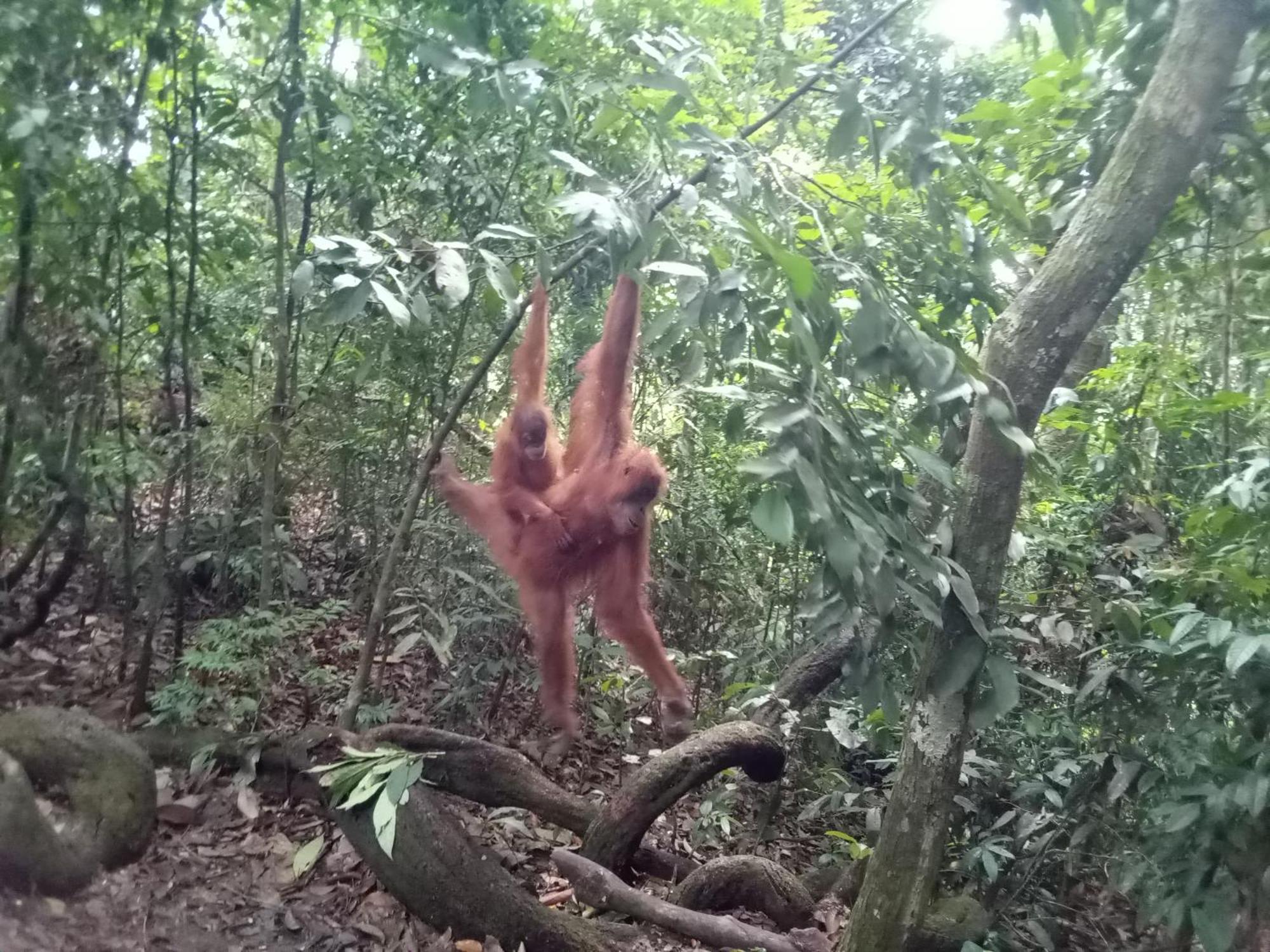 Jungle Treking & Jungle Tour If You Want To Stay Here,You Must Book Treking Only With Us Bukit Lawang Exteriér fotografie