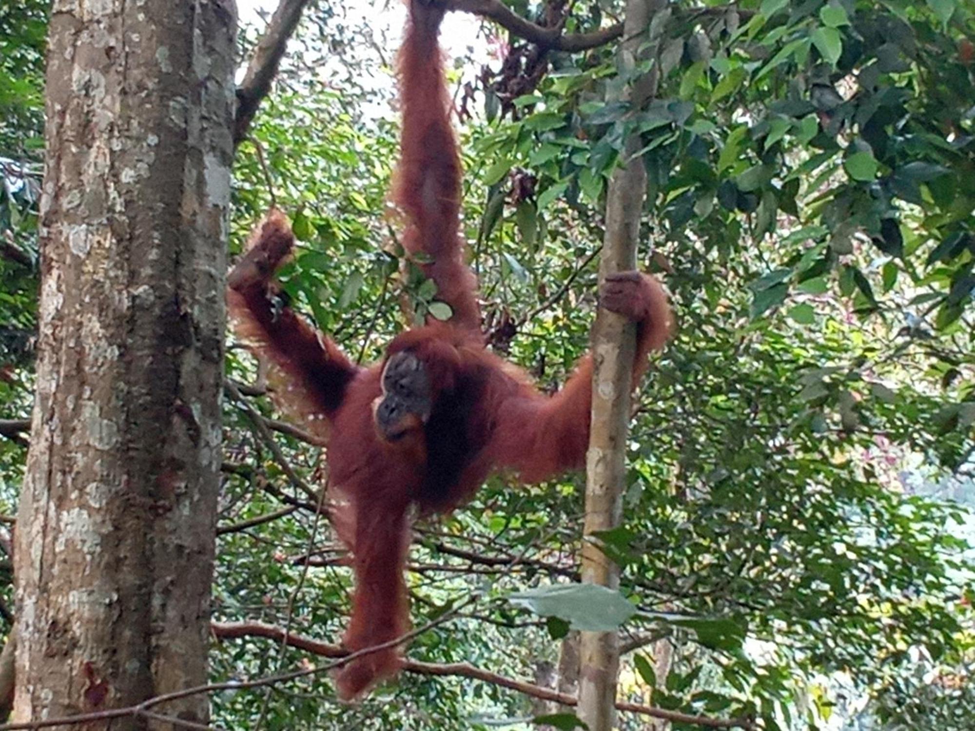 Jungle Treking & Jungle Tour If You Want To Stay Here,You Must Book Treking Only With Us Bukit Lawang Exteriér fotografie