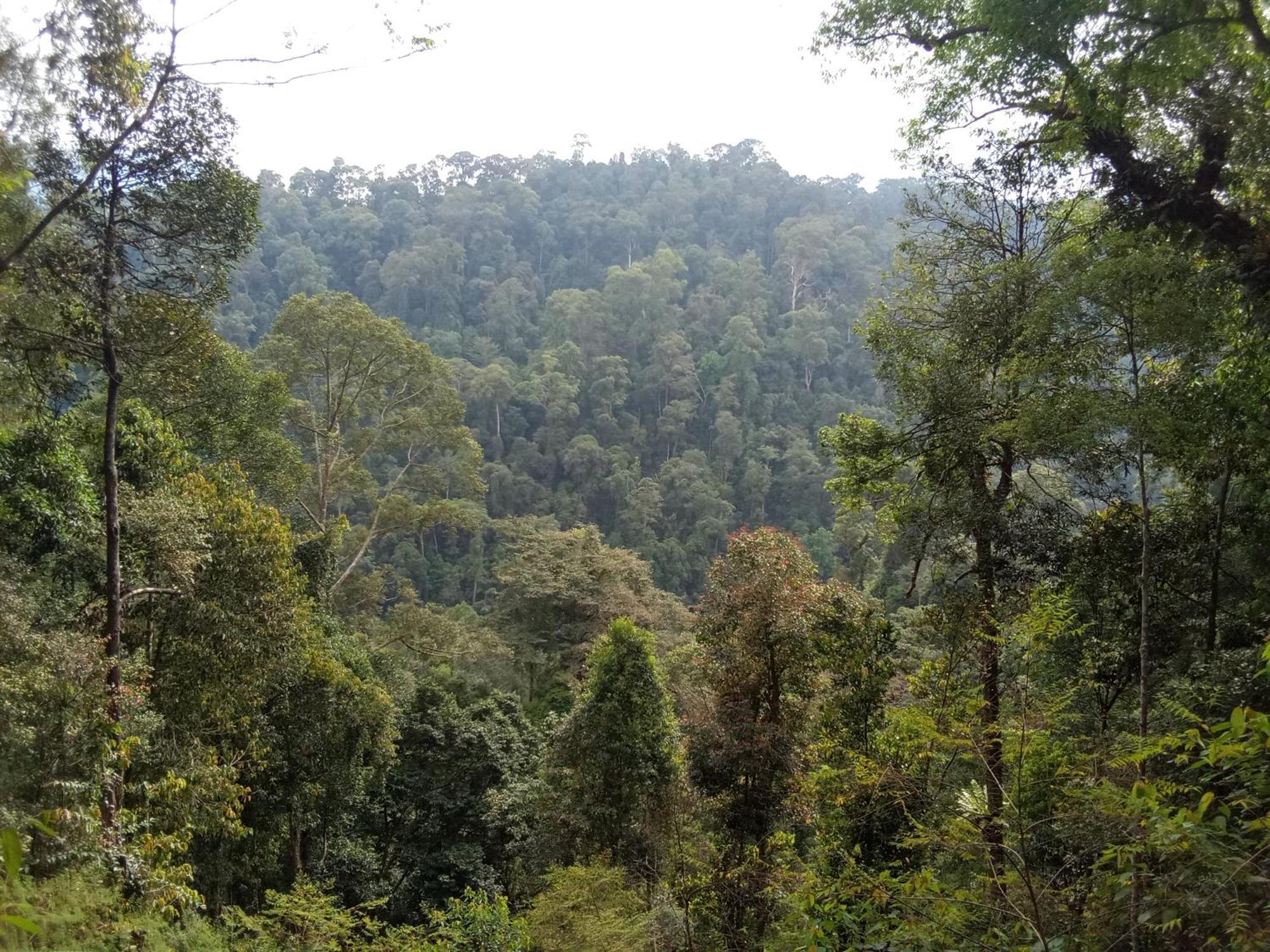 Jungle Treking & Jungle Tour If You Want To Stay Here,You Must Book Treking Only With Us Bukit Lawang Exteriér fotografie