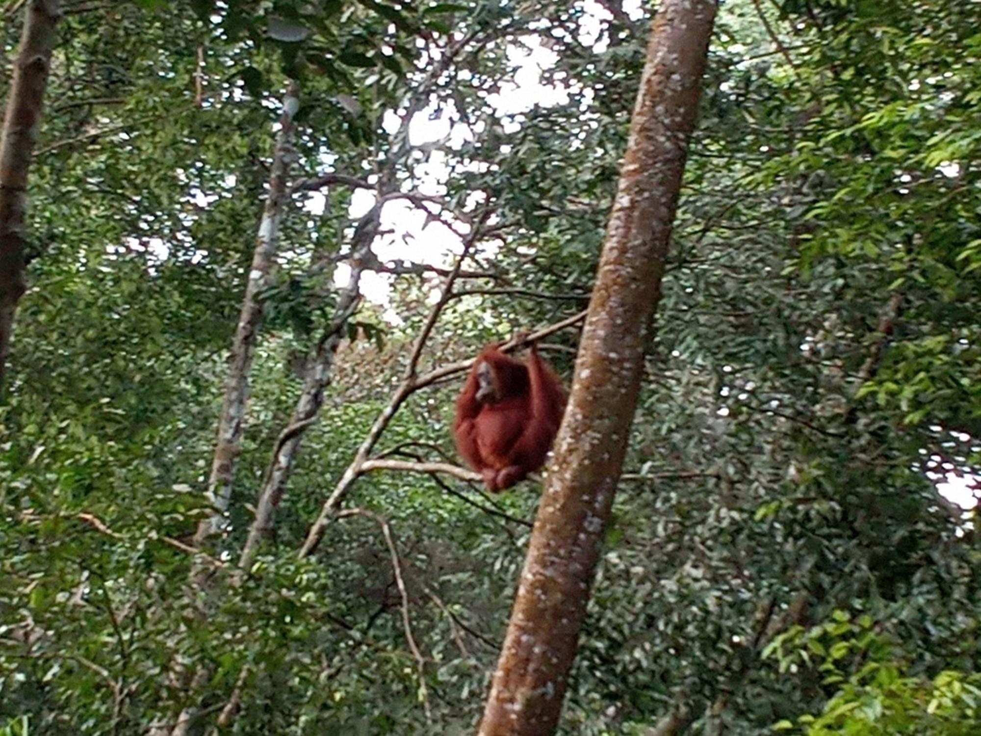 Jungle Treking & Jungle Tour If You Want To Stay Here,You Must Book Treking Only With Us Bukit Lawang Exteriér fotografie