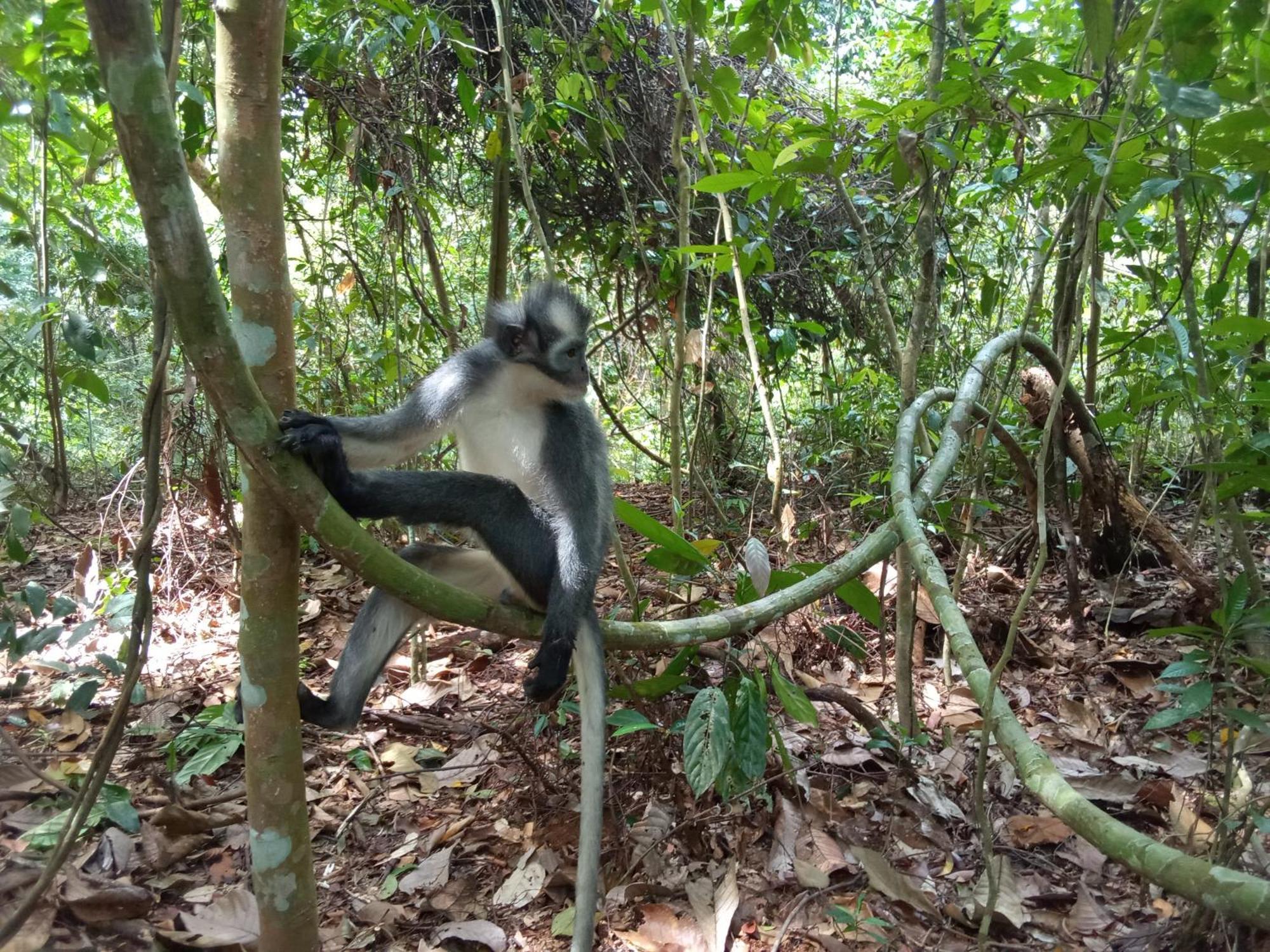 Jungle Treking & Jungle Tour If You Want To Stay Here,You Must Book Treking Only With Us Bukit Lawang Exteriér fotografie
