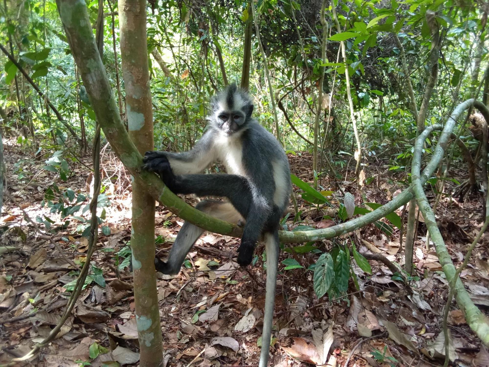 Jungle Treking & Jungle Tour If You Want To Stay Here,You Must Book Treking Only With Us Bukit Lawang Exteriér fotografie