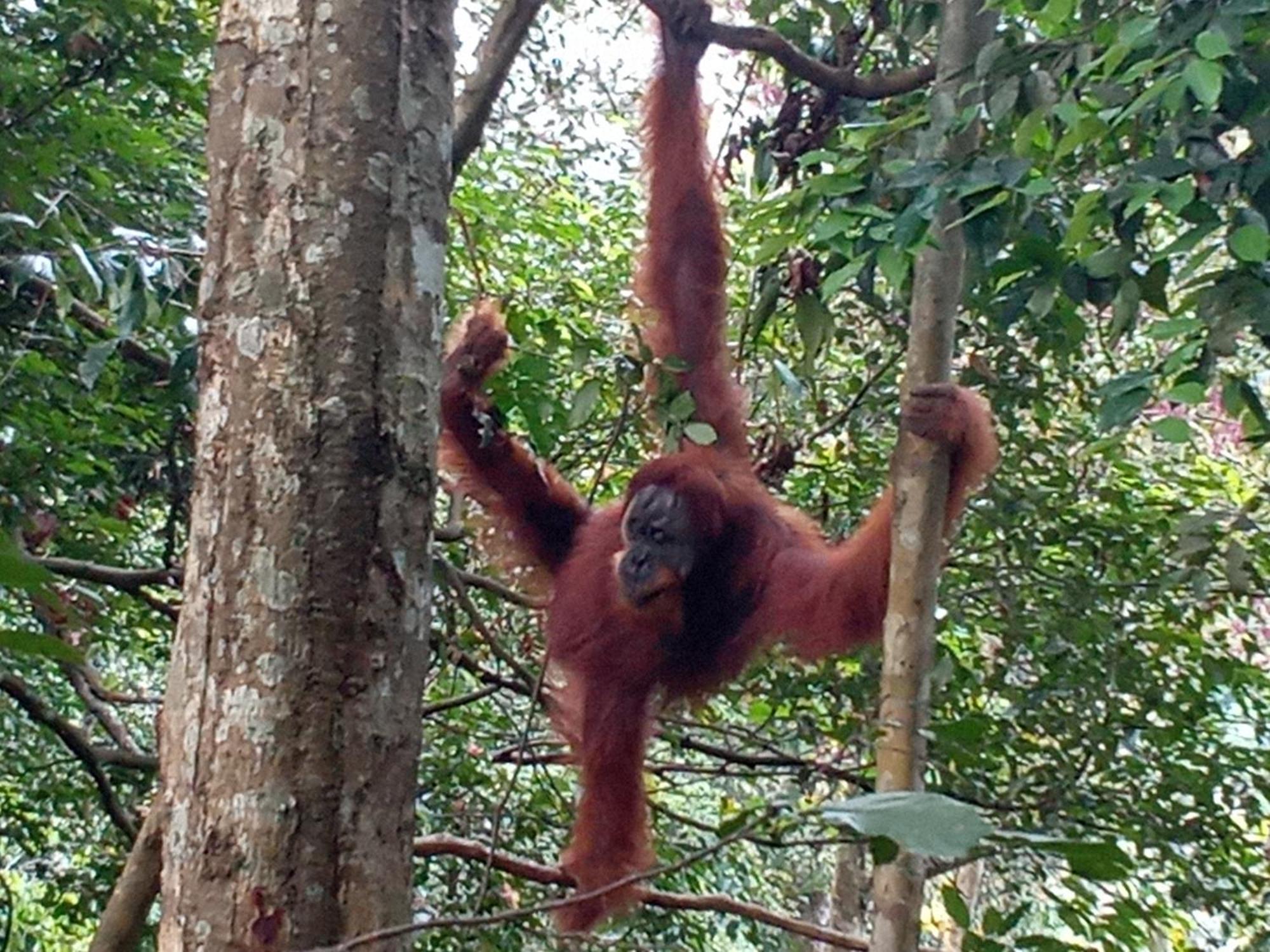 Jungle Treking & Jungle Tour If You Want To Stay Here,You Must Book Treking Only With Us Bukit Lawang Exteriér fotografie
