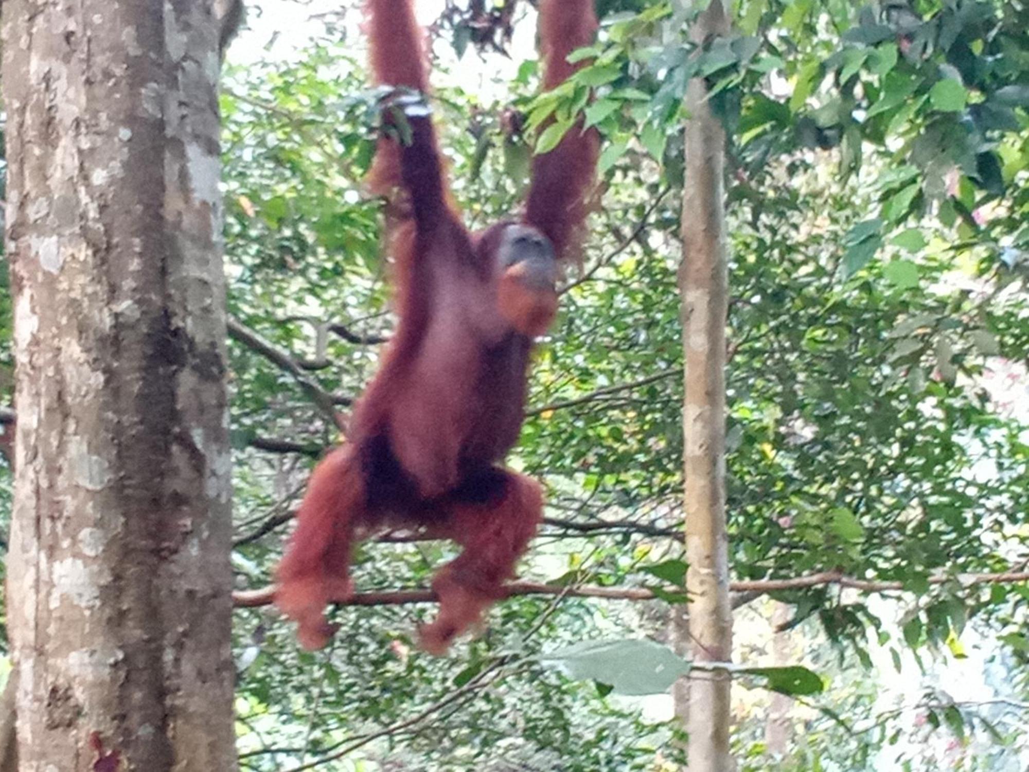 Jungle Treking & Jungle Tour If You Want To Stay Here,You Must Book Treking Only With Us Bukit Lawang Exteriér fotografie
