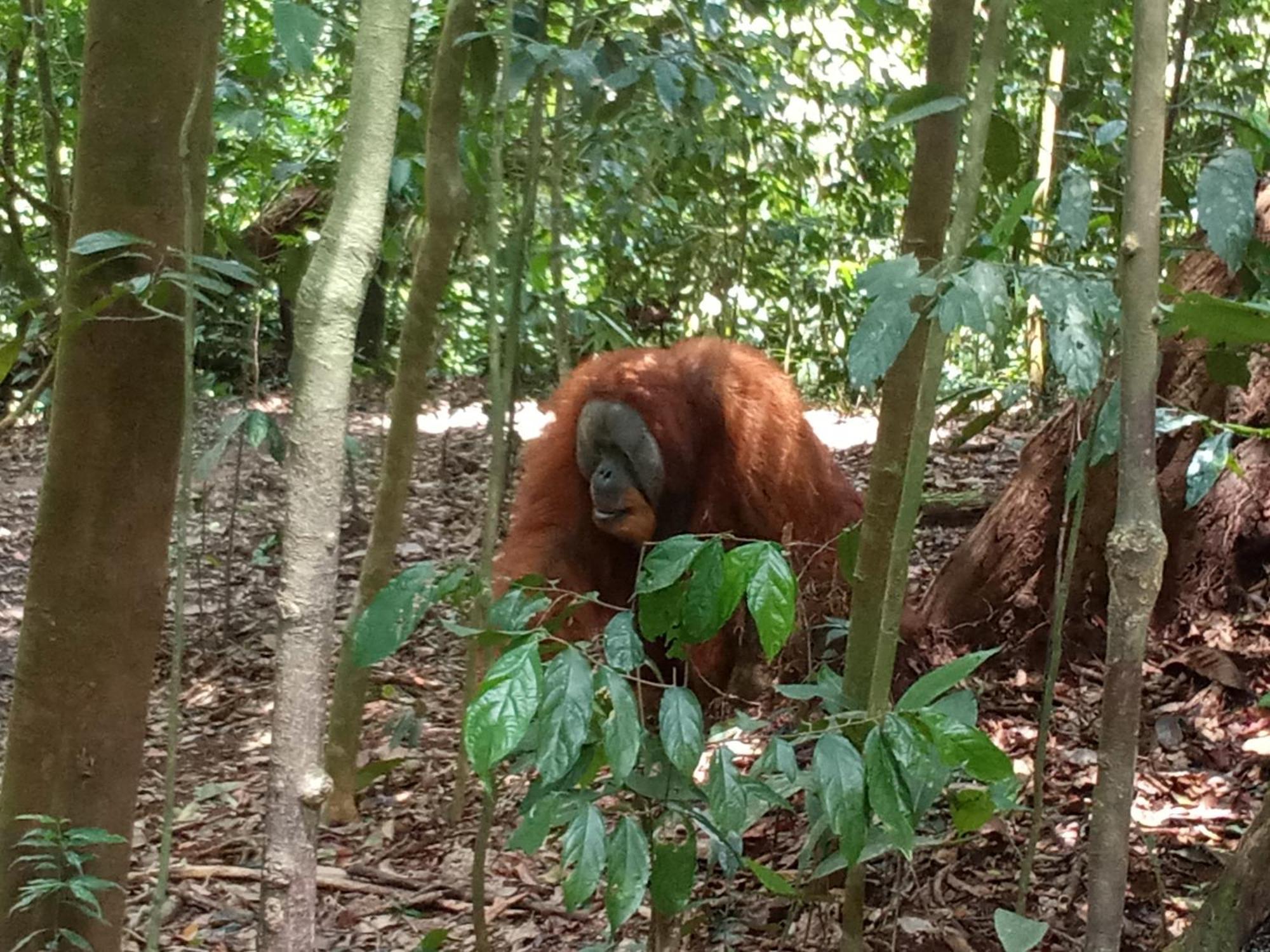 Jungle Treking & Jungle Tour If You Want To Stay Here,You Must Book Treking Only With Us Bukit Lawang Exteriér fotografie