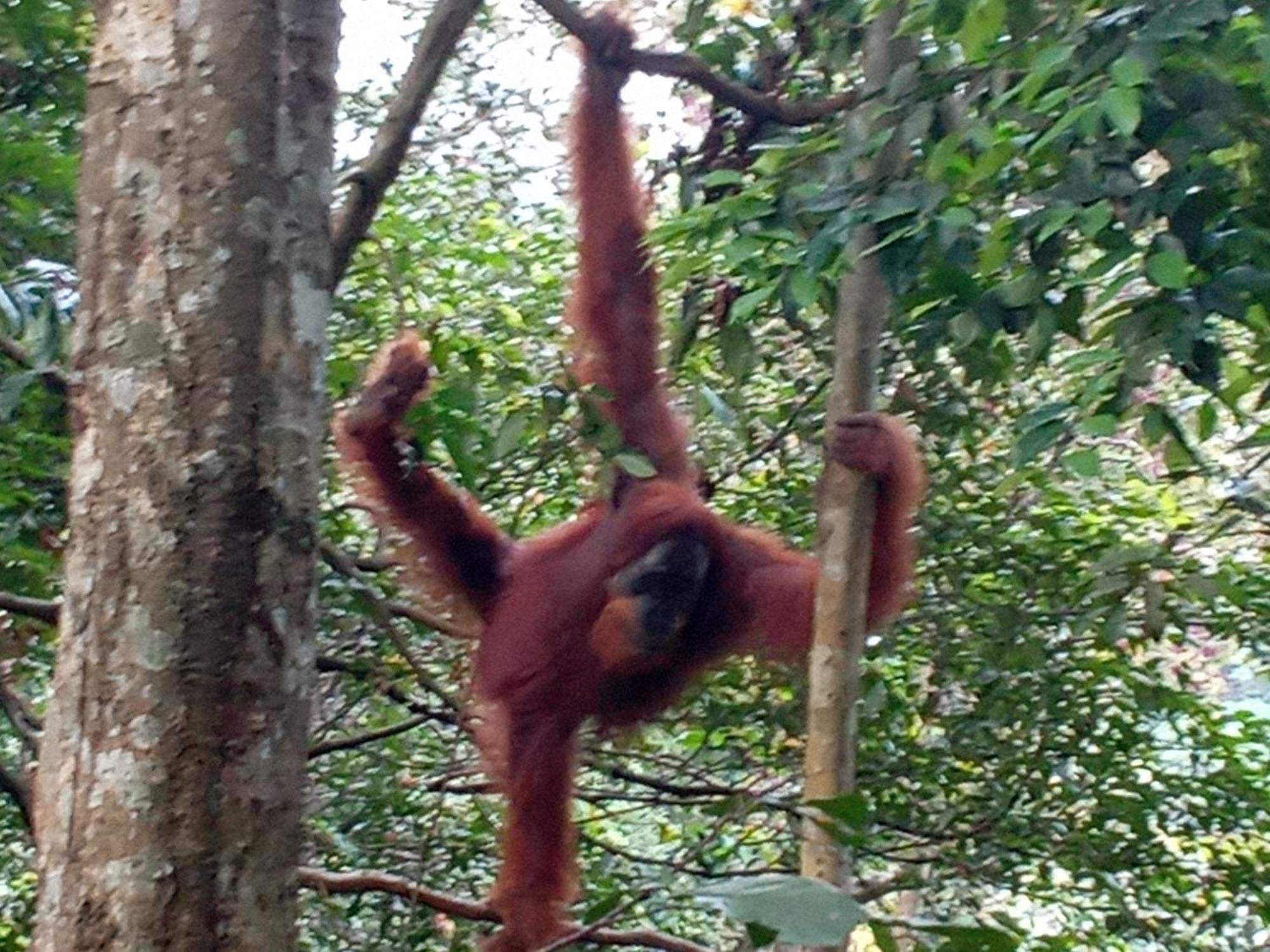Jungle Treking & Jungle Tour If You Want To Stay Here,You Must Book Treking Only With Us Bukit Lawang Exteriér fotografie