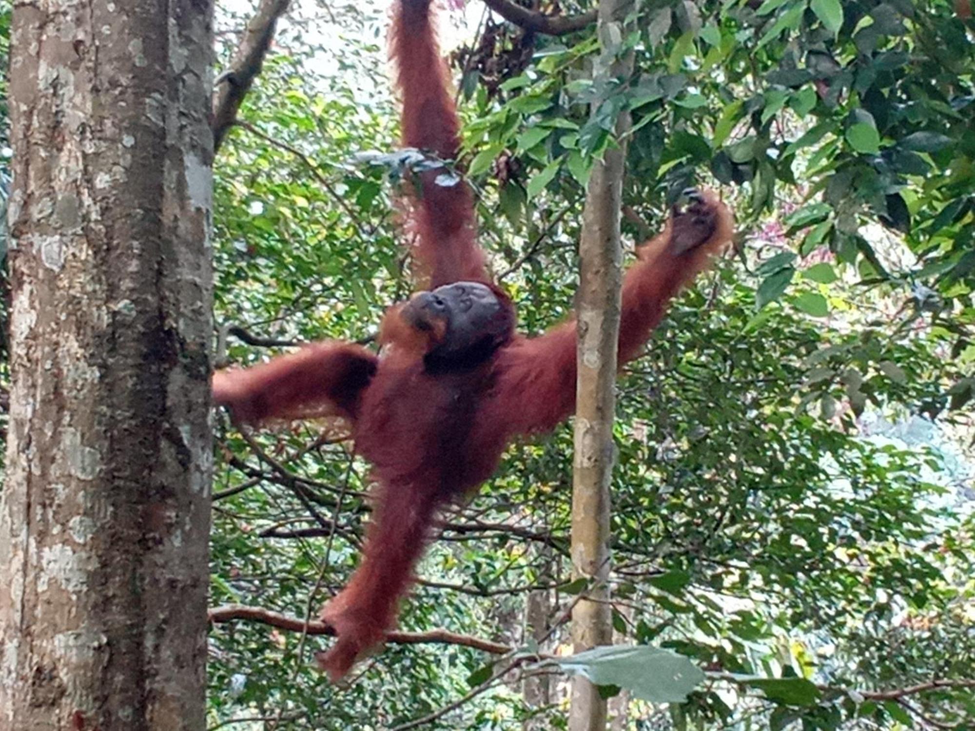 Jungle Treking & Jungle Tour If You Want To Stay Here,You Must Book Treking Only With Us Bukit Lawang Exteriér fotografie